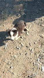 Cuccioli Border collie
