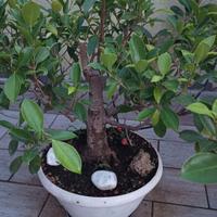 prebonsai