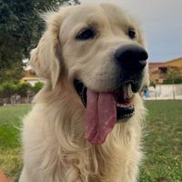 Golden Retriever per Monta