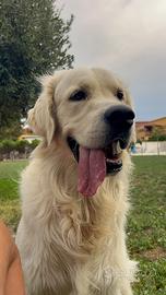 Golden Retriever per Monta