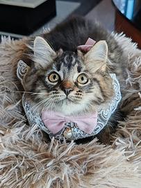 Gattini siberiani ipoallergenici