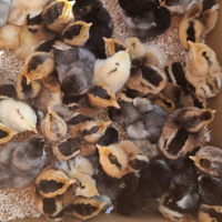 Pulcini marans Araucana Oliver eggers