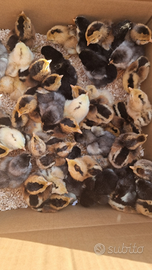 Pulcini marans Araucana Oliver eggers