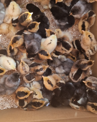 Pulcini marans Araucana Oliver eggers