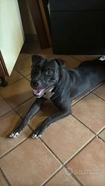 Darko il cucciolo di un anno