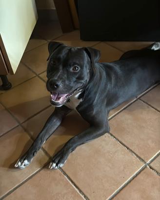 Darko il cucciolo di un anno