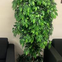 Pianta artificiale ficus