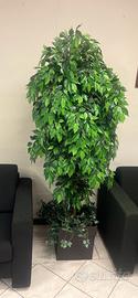 Pianta artificiale ficus
