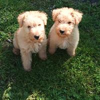 Lakeland Terrier