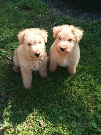 Lakeland Terrier