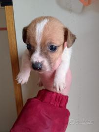 Cucciola femmina di jack russell
