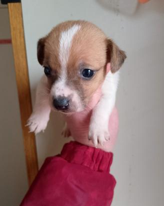 Cucciola femmina di jack russell