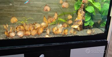 Discus