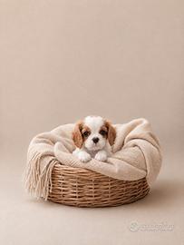 Cavalier King blenheim disponibili subito