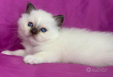 Gatto Sacro di Birmania