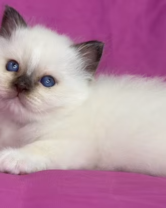 Gatto Sacro di Birmania