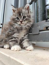 Mainecoon splendidi