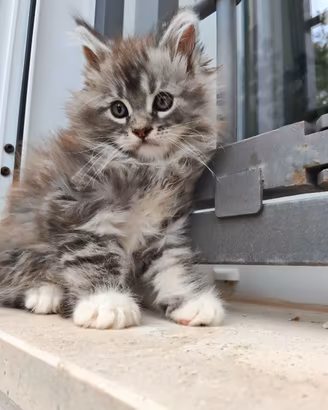 Mainecoon splendidi