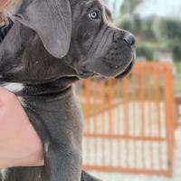 Femmina grigia di 75 giorni CANE CORSO