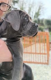 Femmina grigia di 75 giorni CANE CORSO