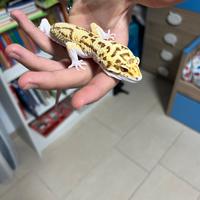 Geco leopardino