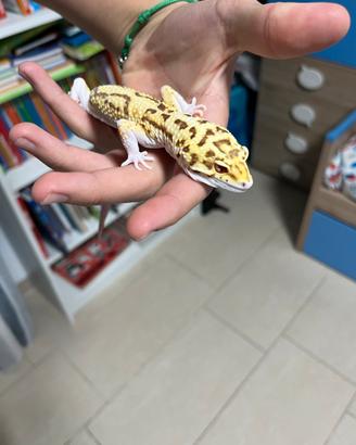 Geco leopardino