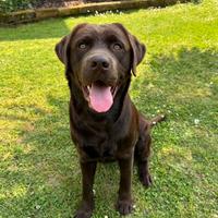 Disponibile per accoppiamento