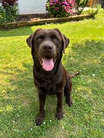 Disponibile per accoppiamento