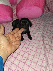 Chihuahua Toy Total black