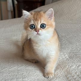 British shorthair black golden