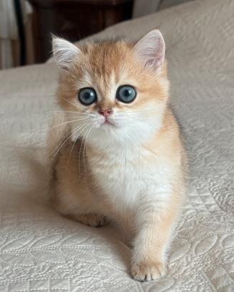 British shorthair black golden