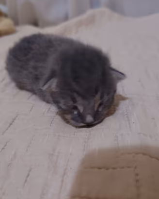 Gattini adorabili