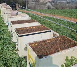 Nuclei api / famiglie