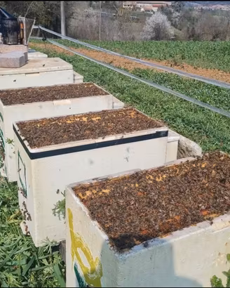 Nuclei api / famiglie