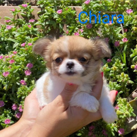 Chihuahua femmina