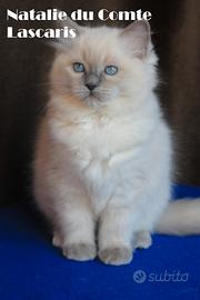 NATALIE gattina razza ragdoll