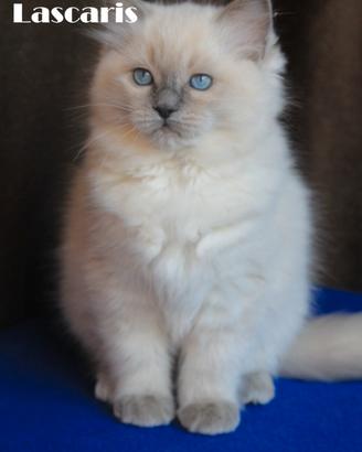 NATALIE gattina razza ragdoll