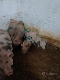 Maiali Vietnamiti e caprette Tibetane