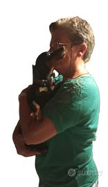 Zwergpinscher femmina