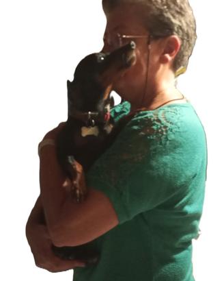 Zwergpinscher femmina