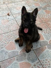 Cuccioli Pastore Tedesco Grigione Originali