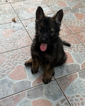 Cuccioli Pastore Tedesco Grigione Originali