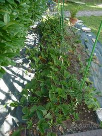 Fragole, piantine monofioritura!Varese centro