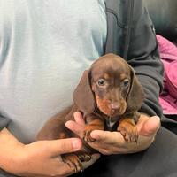 Cuccioli di bassotti kaninchen cioccolato M e F