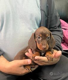 Cuccioli di bassotti kaninchen cioccolato M e F