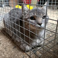 Gatta/o da addomesticare