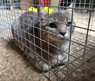 Gatta/o da addomesticare