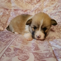 Welsh corgi pembroke