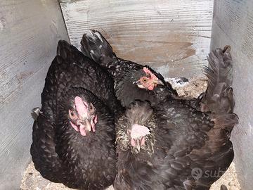 Galline chiocce