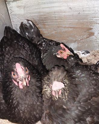 Galline chiocce